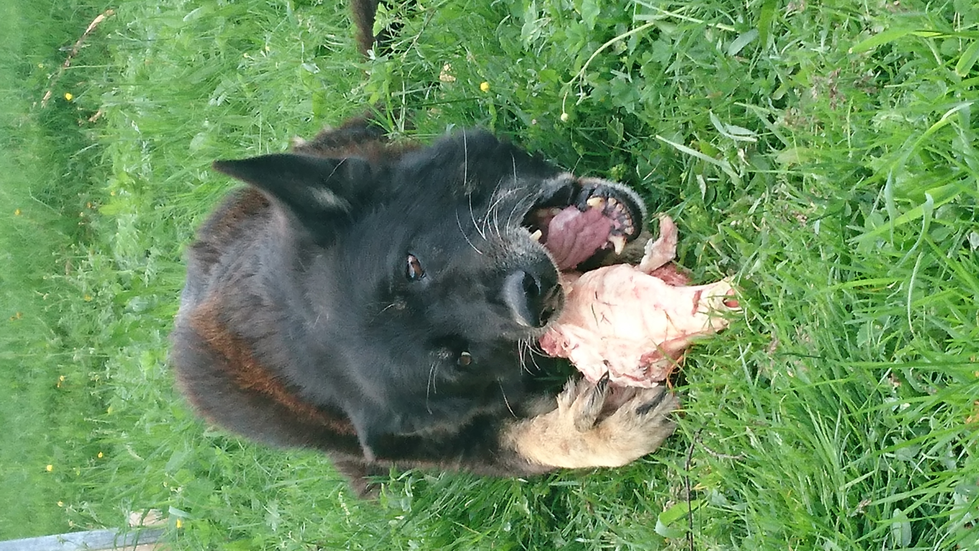 Medlemsmøte 16 juni