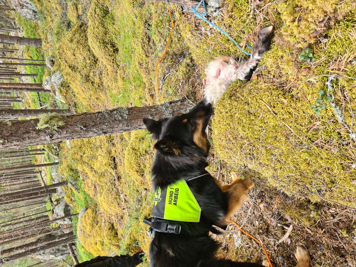 Teorikveld grunnkurs for hundeførere med ny hund