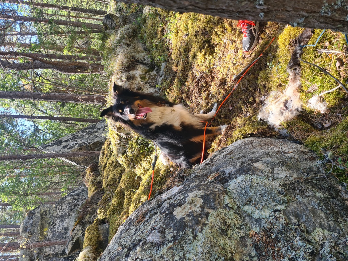 Grunnkurs kadaversøk, Vågå